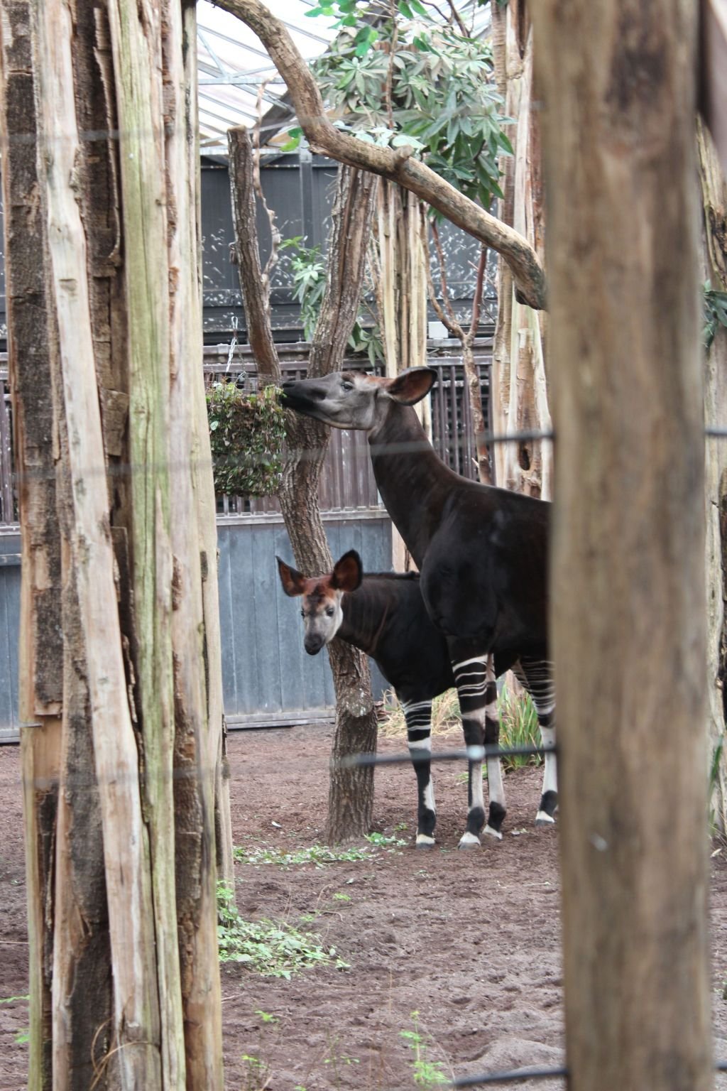 Okapi%20met%20jong1 Okapi%20met%20jong1