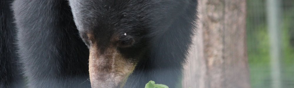 Amerikaanse zwarte beer (Ursus americanus)