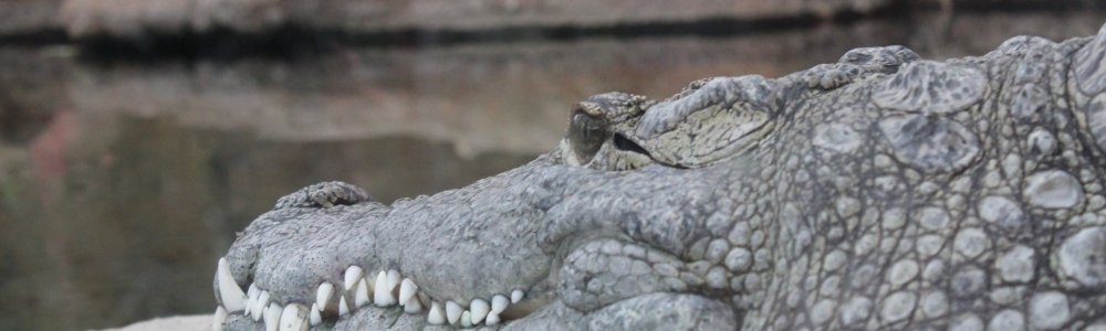 Nijlkrokodil (Crocodylus niloticus)