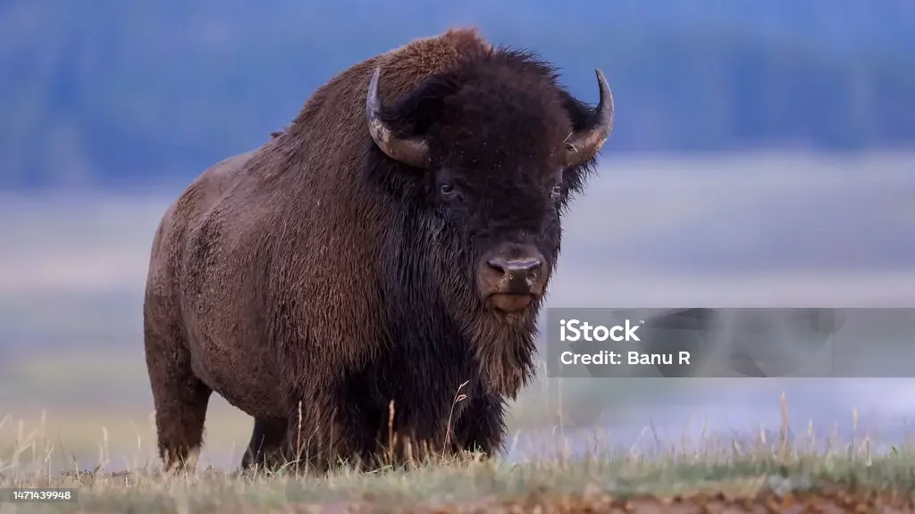 istockphoto-1471439948-1024x1024