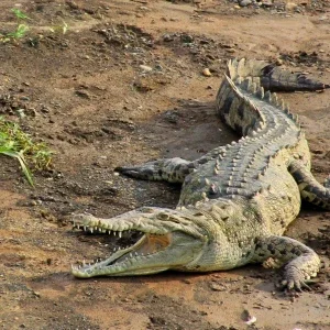 cocodrilos-en-el-trcoles-panoramiojpg