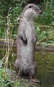 otter%20t