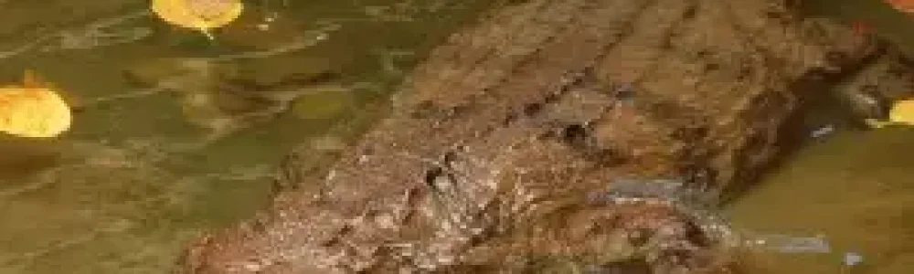 Pantserkrokodil (Mecistops cataphractus)