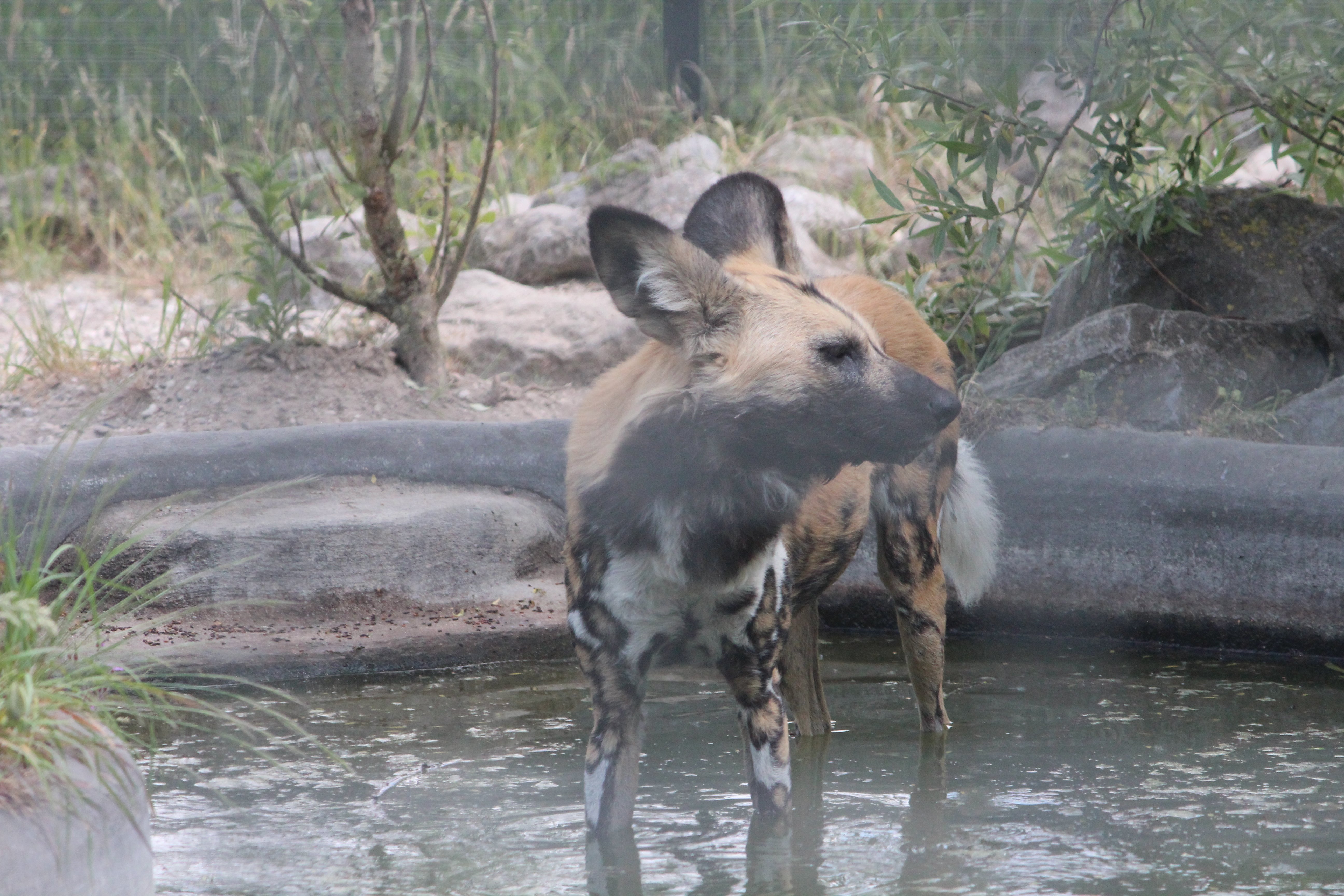 Afrikaanse%20Wilde%20Hond1