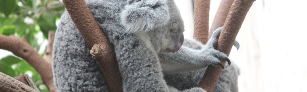 Koala (Phascolarctos cinereus)