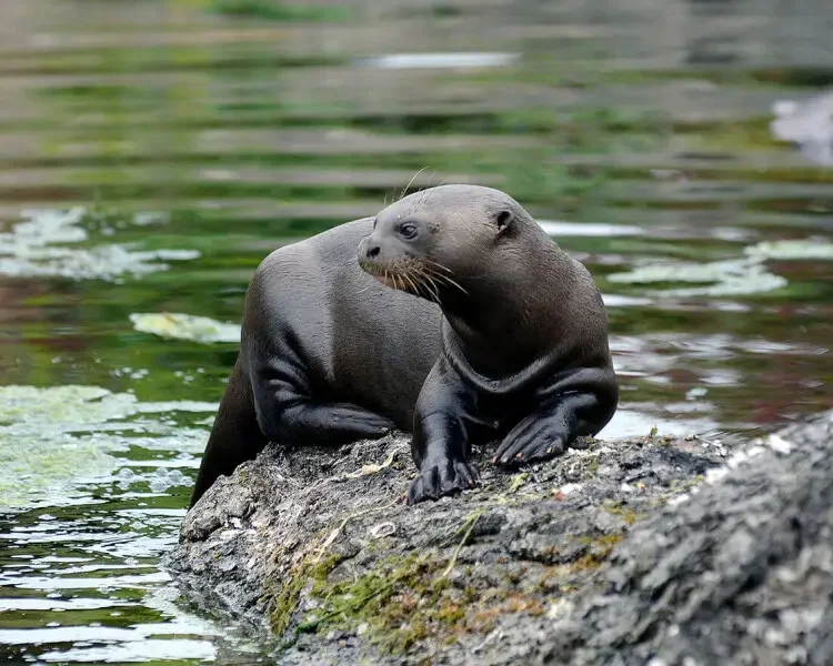 loutreganterocherjpg