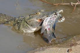 Nijlkrokodil Nijlkrokodil