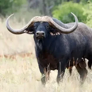 kafferbuffel kafferbuffel