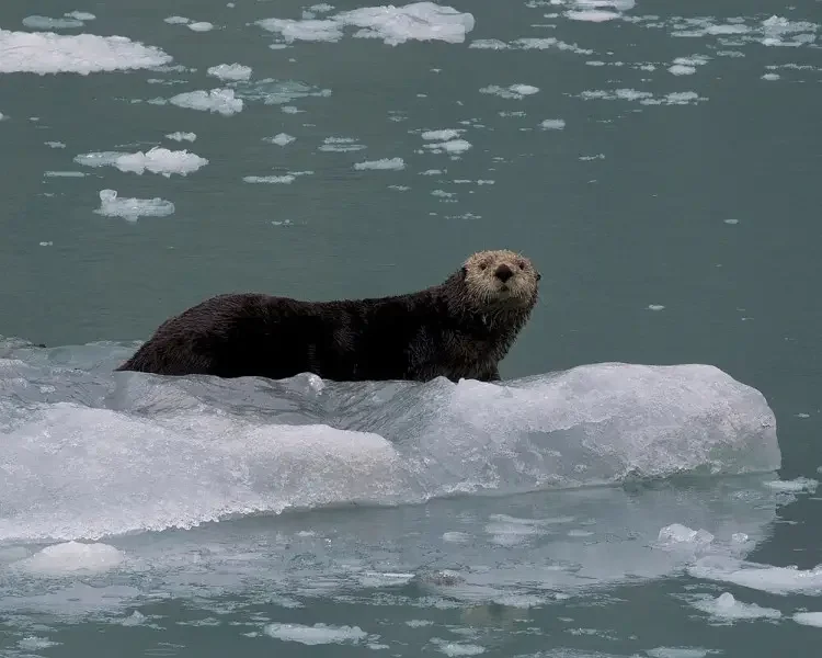 1200px-northern-sea-otter-enhydra-lutris-kenyoni-flickr-gregory-slobirdr-smithjpg 1200px-northern-sea-otter-enhydra-lutris-kenyoni-flickr-gregory-slobirdr-smithjpg