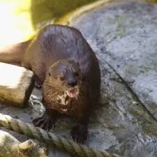otter%202 otter%202