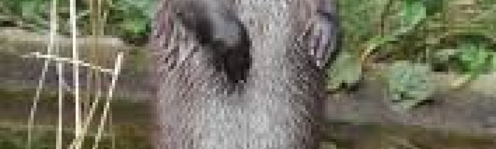 Europese visotter (Lutra lutra)