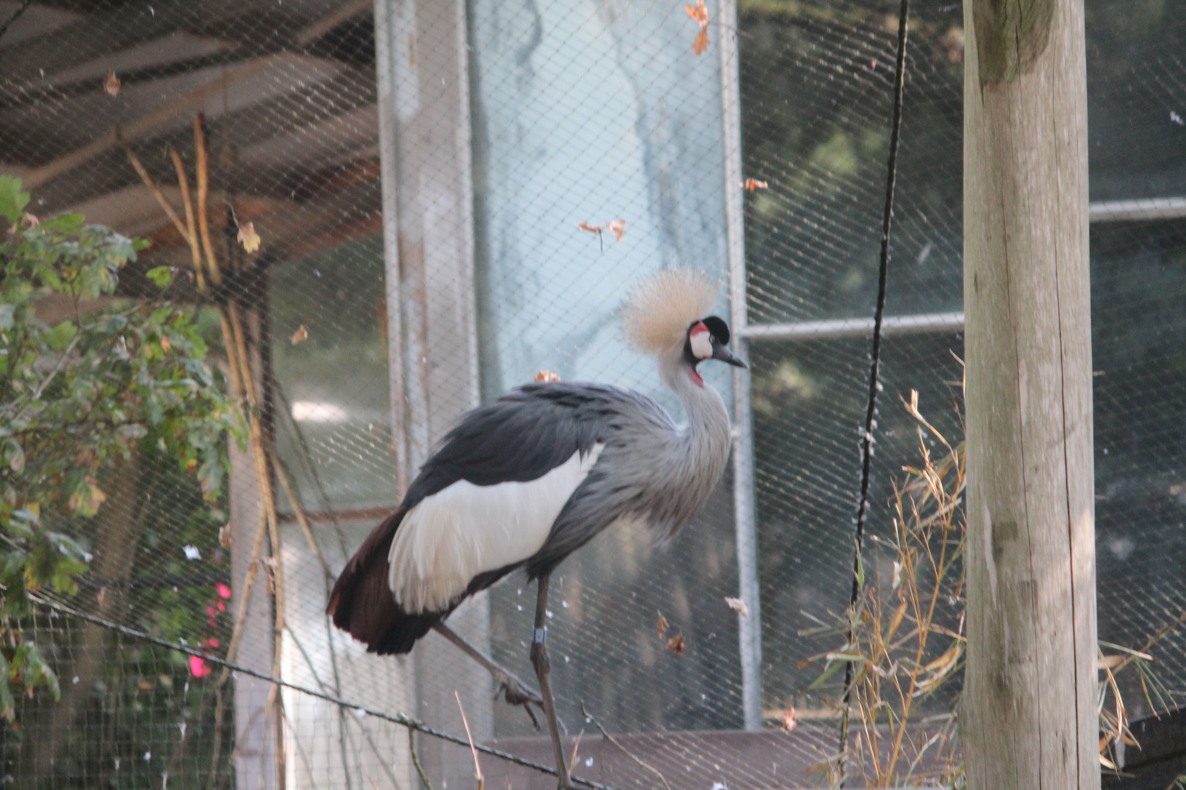 grijze%20kroonkraanvogel%20%28Balearica%20regulorum%29
