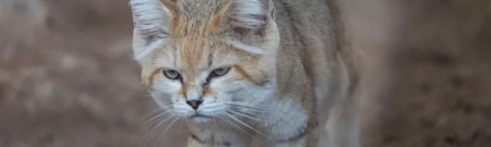 Woestijnkat(Felis margarita)