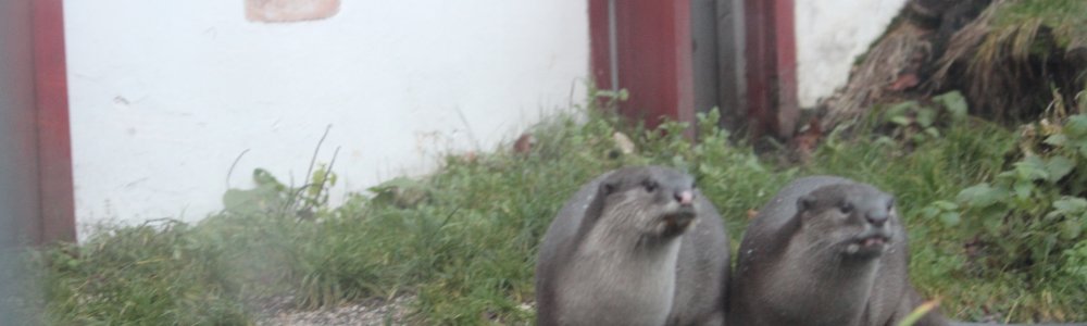 Gladde otter (Lutrogale perspicillata)