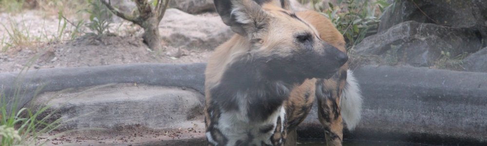 Afrikaanse wilde hond (Lycaon pictus)