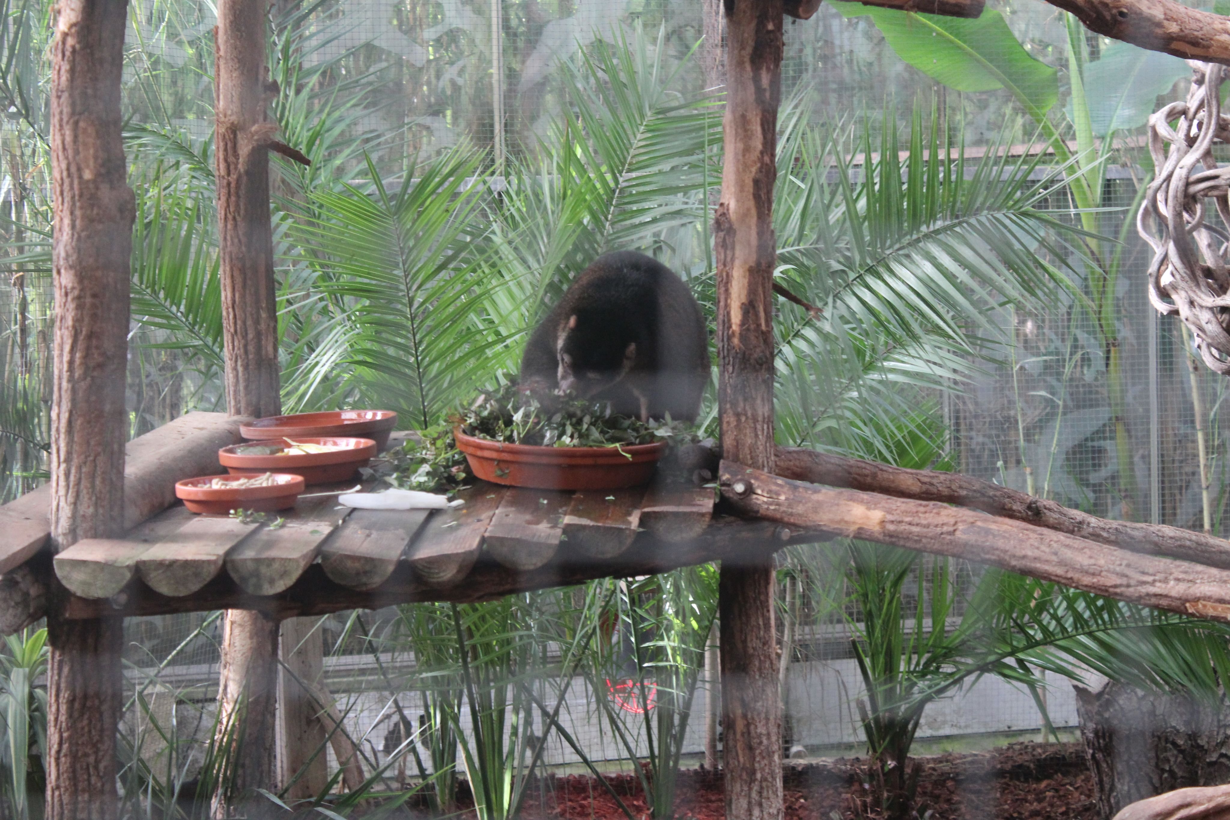 Beerkoeskoek Beerkoeskoek