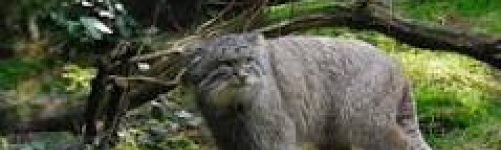 Manoel(Otocolobus manul)