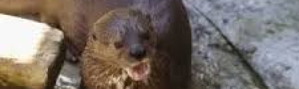 Vlekhalsotter (Hydrictis maculicollis)