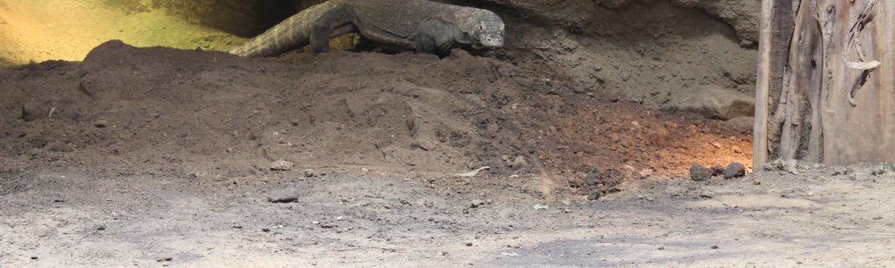 Komodovaraan (Varanus komodoensis)