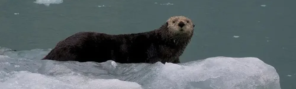 Zeeotter(Enhydra lutris)