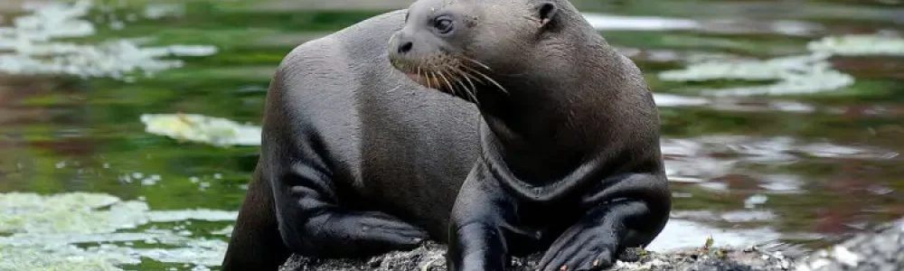 Reuzenotter 	(Pteronura brasiliensis)